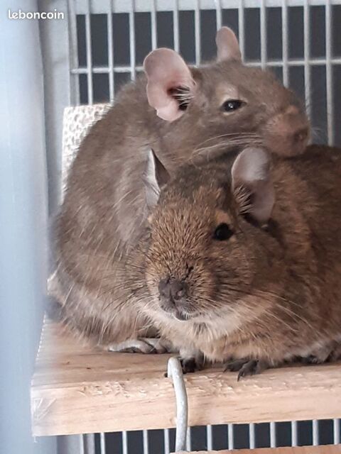 Don 2 octodons (famille du chincilla) 0 33360 Latresne