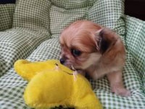   Chiot chihuahua LOF poil long 
