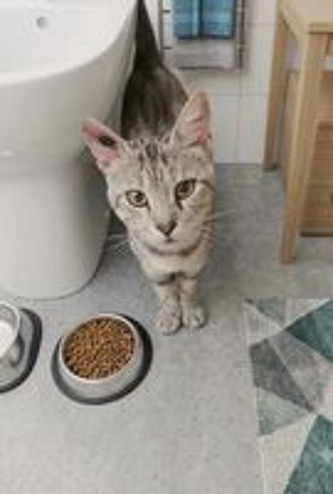   Milou adorable chat abandonné cherche famille serieuse 
