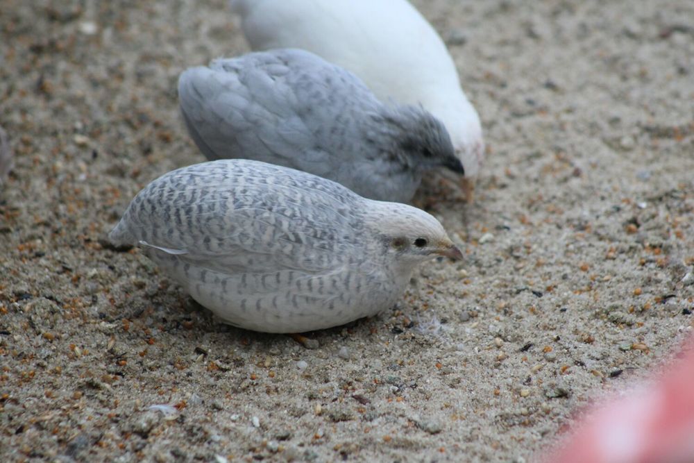   Couple de Cailles de Chine 