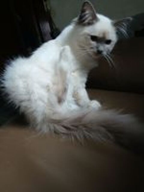   chaton sacré de birmanie 950e mâle Loof 