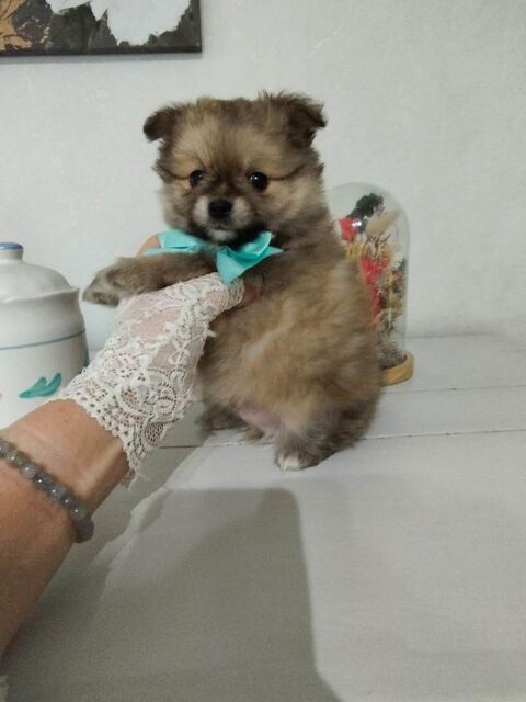 Chihuahuas xSpitz  900 02440 Montescourt-lizerolles