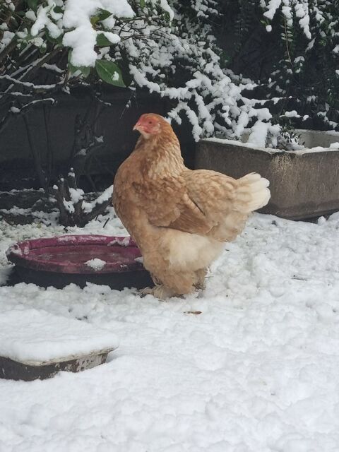 Poule, coq  de diff&eacute;rentes races 25 59290 Wasquehal