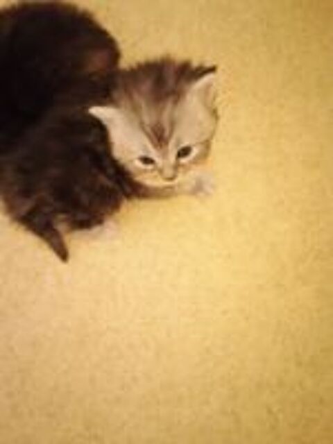   Main coon 