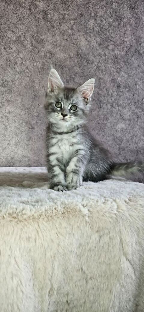 sublime Chaton maine coon loof 1300 77640 Jouarre