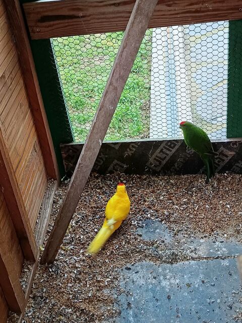 Kakariki 45 42140 Chazelles-sur-lyon