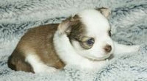   chiot chihuahua poils long bicolore males  