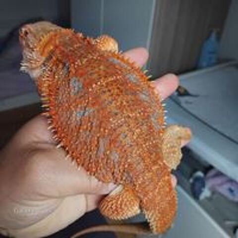   Vent terrarium en usb tout équipé avec pogona de sélection.  