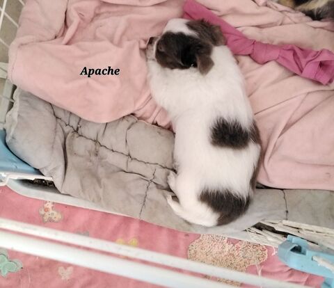 Chiots Chihuahuas 750 30340 Rousson