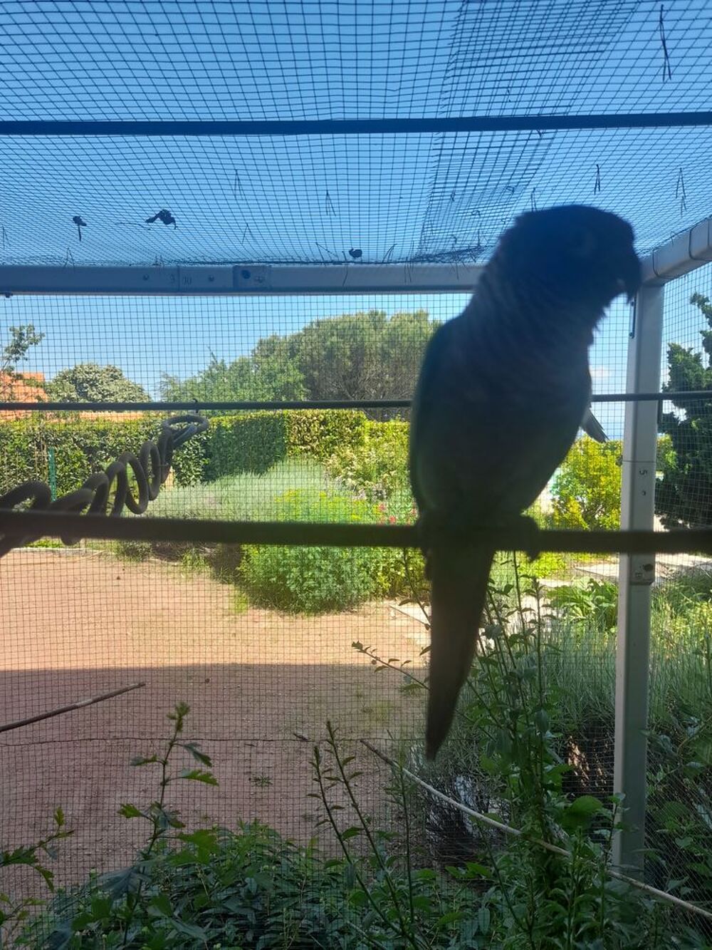   couple de perroquets conure � joues vertes 