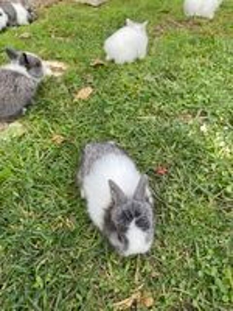   Bébé lapin nain tête de lion 
