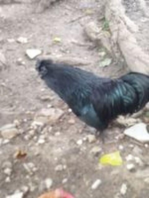   Ayam Cemani 