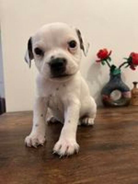   Chiots Staffordshire Bull Terrier Staffie LOF 