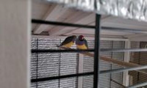   Diamant de gould  