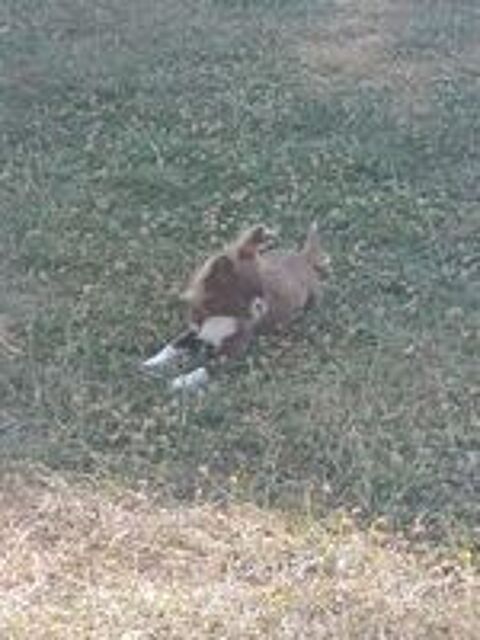   Femelle chihuahua  