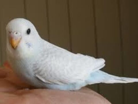 femelle  perruche ondul&eacute;e blanc de cette ann&eacute;e 50 59480 La bass�e