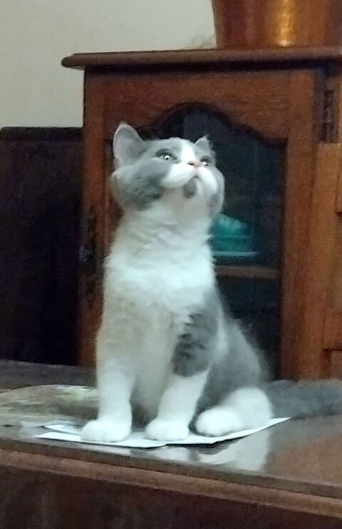 Beau chaton male loof british shorthair bleu et blanc 1150 26100 Romans-sur-isère