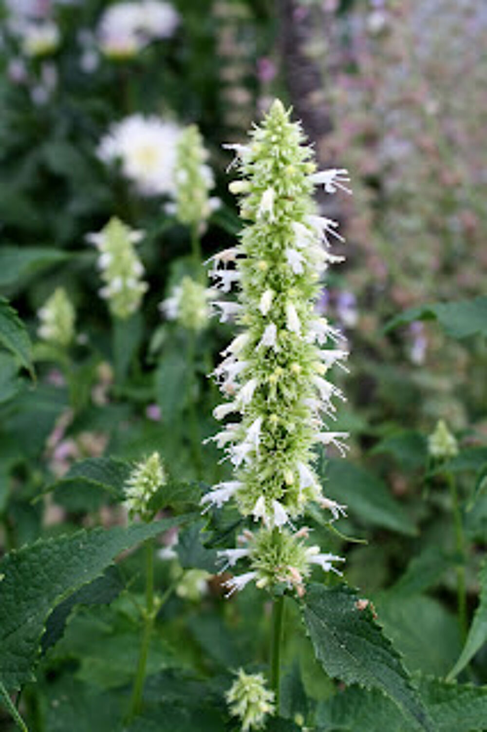 Agastache Alabaster graines Jardin