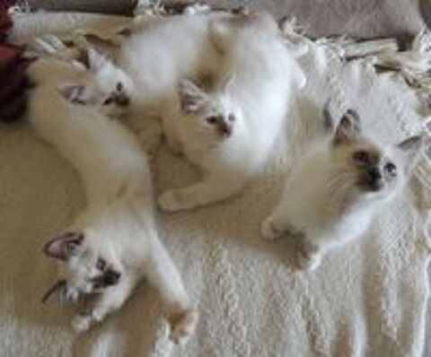   Chatons Sacrés de Birmanie LOOF disponibles à l'adoption 