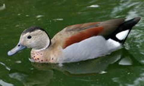   Canards d'ornements carolin, mandarin, sarcelles 