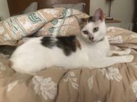   Une super famille pour Automne, adorable chatte de 3 ans  