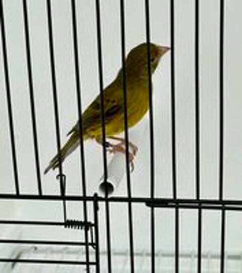   Très Beaux Canaris Couleurs, Chant, Posture 2025-2026 