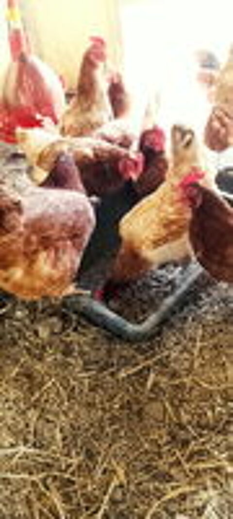   Poule pondeuse 