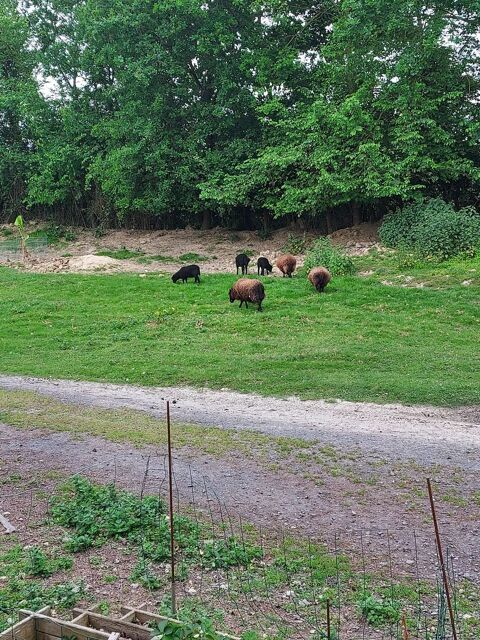 Échange agneaux bélier d ouessant 0 32160 Saint-aunix-lengros