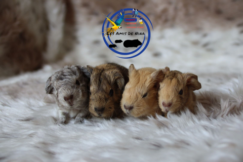Cochons d'inde 0 62950 Noyelles-godault