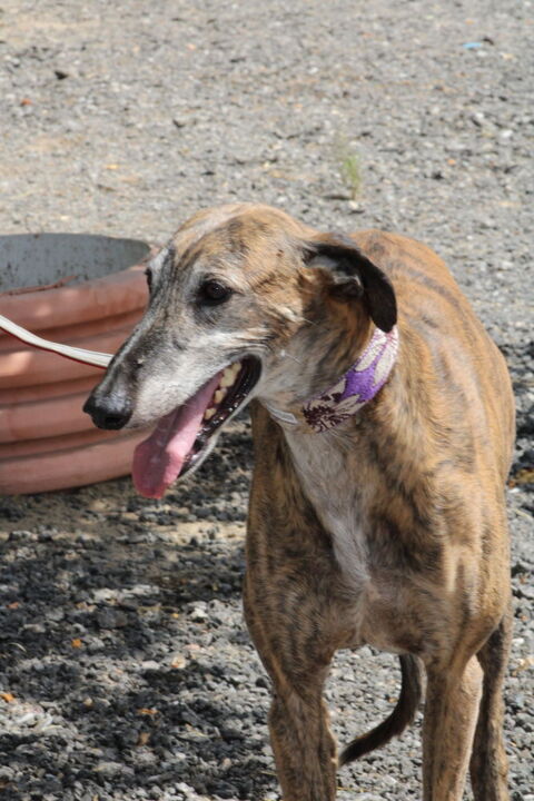 RAYBAN  :Magnifique Galgo mâle , calme et tranquille 315 24140 Douville