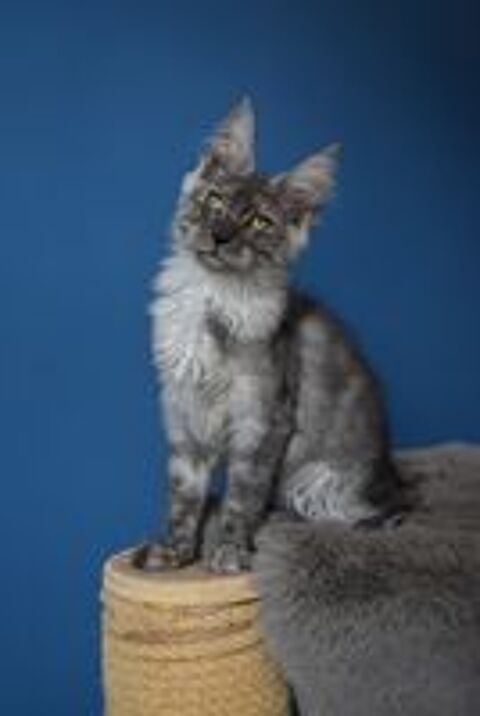   CHATON MAINE COON LOOF MALE 