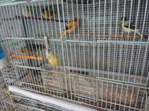   CANARIES MALES DE L ANNEE 
