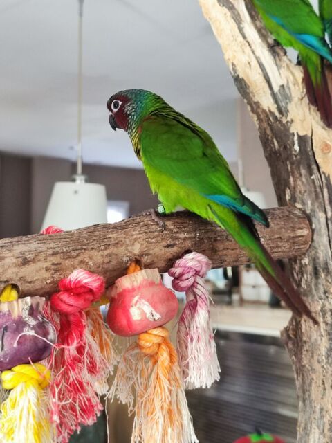 Perruche conure Emma 300 11570 Palaja