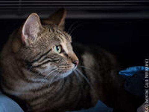   Fantasy, belle minette tigre  adopter 