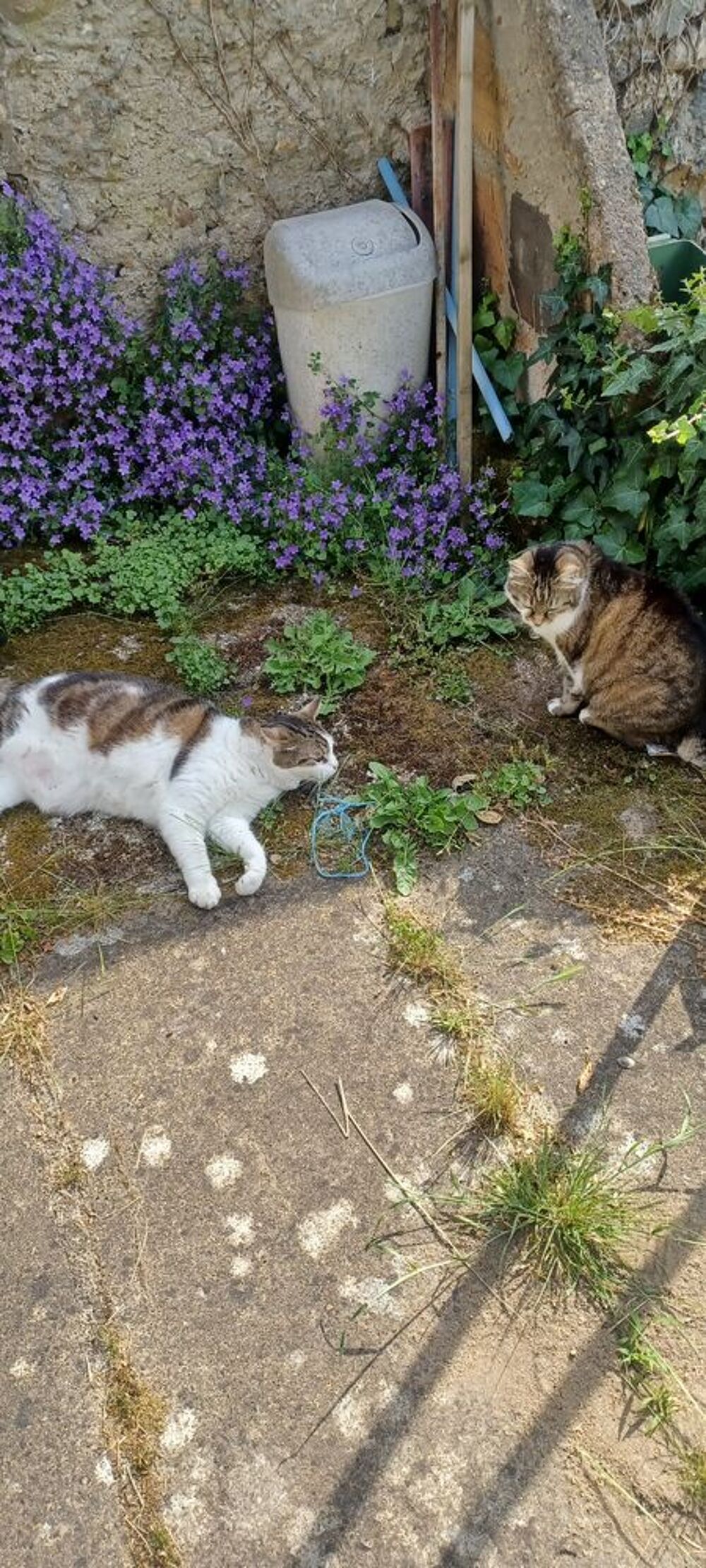   Donne chat femelle Pomponette 10ans strilise 