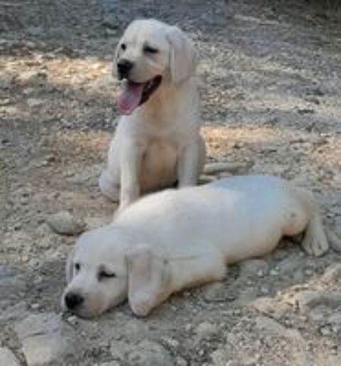  Chiots Labrador  