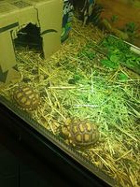   Tortue sulcata  