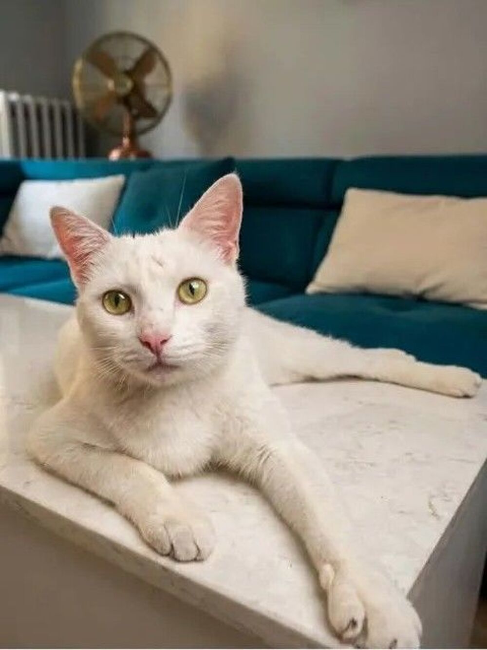   Flocon jeune et adorable chatte cherche famille 