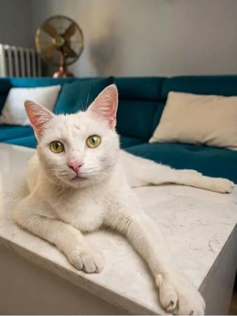 Flocon jeune et adorable chatte cherche famille 140 11000 Carcassonne