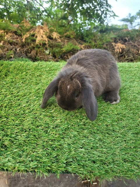 lapin nain belier 30 59179 Fenain