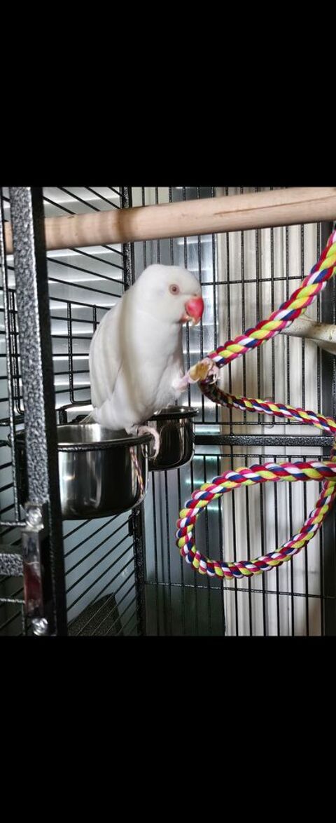  perruche à collier. Blanche 120 69700 Givors