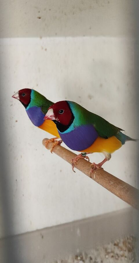 Gould male 40 13200 Arles