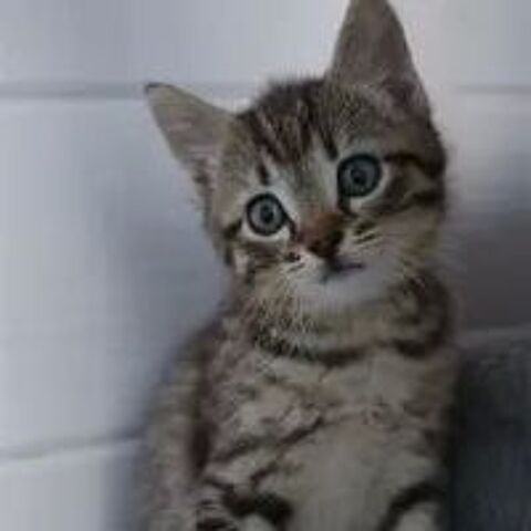   ADORABLES CHATONS MALES HABITUES AUX ENFANTS SEVRES ET VERMI 