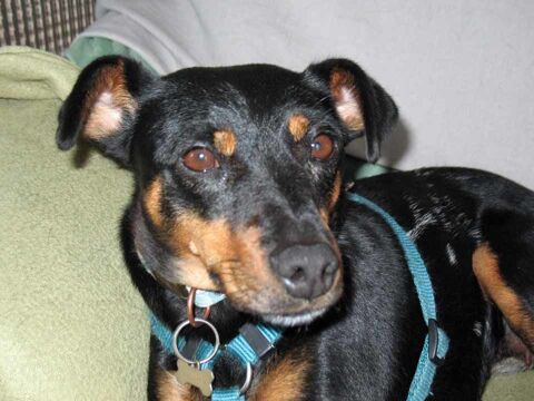 NORA, jolie croisée Jagd x Pinscher noire et feu à adopter via l'association UMA 290 03360 Ainay-le-chteau