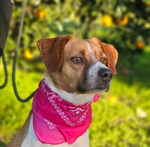 BELLA 300 95610 ragny