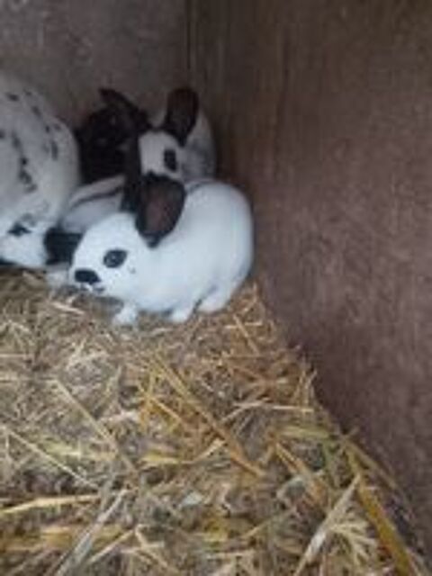   Bonjour van lapin  