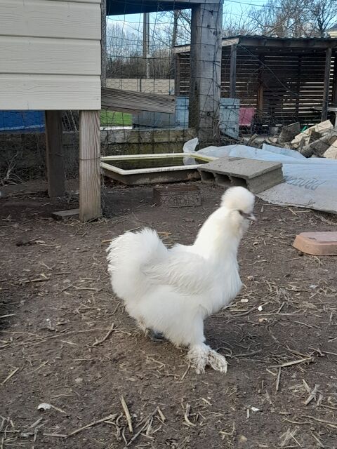 Poule  blanche et coqs blanc et noir et gris 25 49350 Les rosiers-sur-loire