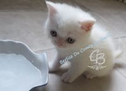   British shorthair  