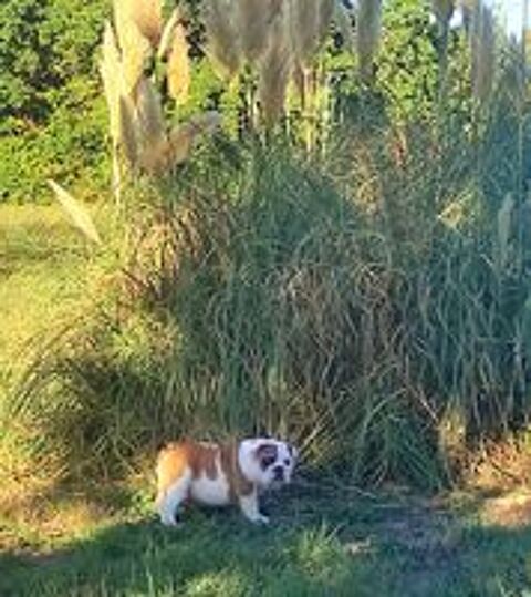   Chiot bulldog anglais  