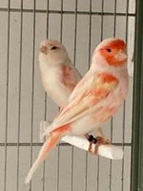   Canaris (couple) 